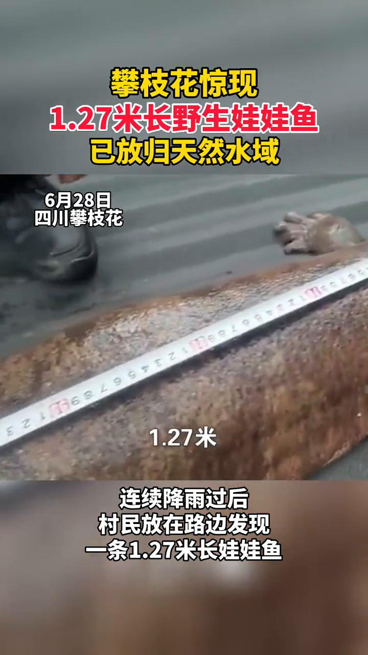 攀枝花发现1.27米长野生娃娃鱼,目前已放归天然水域