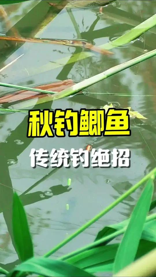 “秋钓鲫鱼”最近火了,教你一个传统钓效果很好的钓法 速散维它米 鲸栖见山炮杆 鲸栖见山炮杆