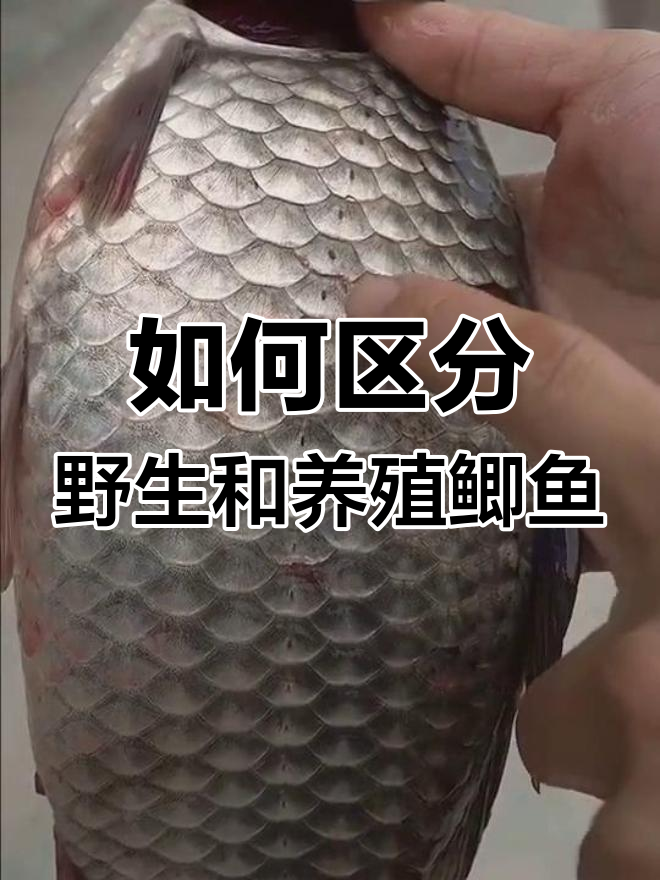 野生鲫鱼与养殖鲫鱼的辨别技巧