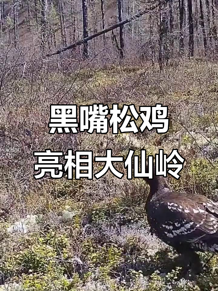 黑龙江大兴安岭黑嘴松鸡频现，国家一级保护动物栖息地增多