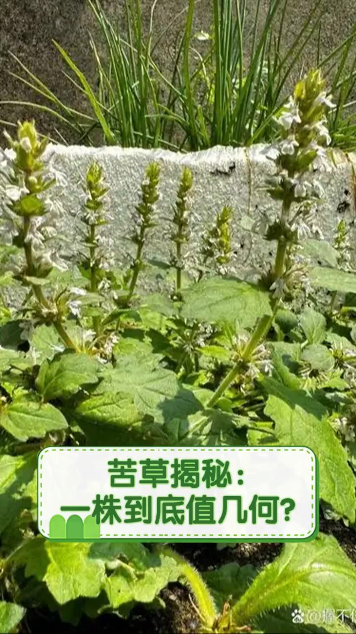 苦草揭秘:一株到底值几何?