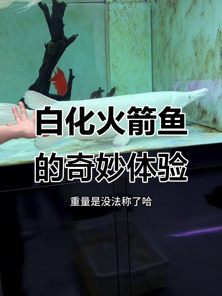 1米3白化火箭鱼，比成年人大腿还粗！