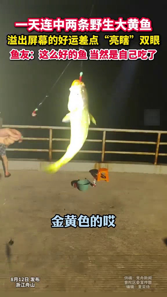 浙江鱼友1天连钓2条“闪光”野生大黄鱼：这么好的鱼当然自己吃！