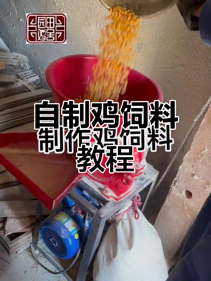 自制鸡饲料,玉米加工喂成年鸡
