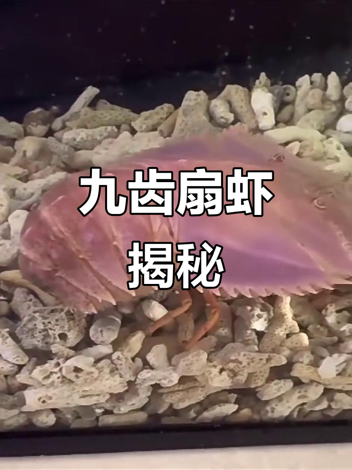 琵琶虾:奇特海洋生物,美味又神秘