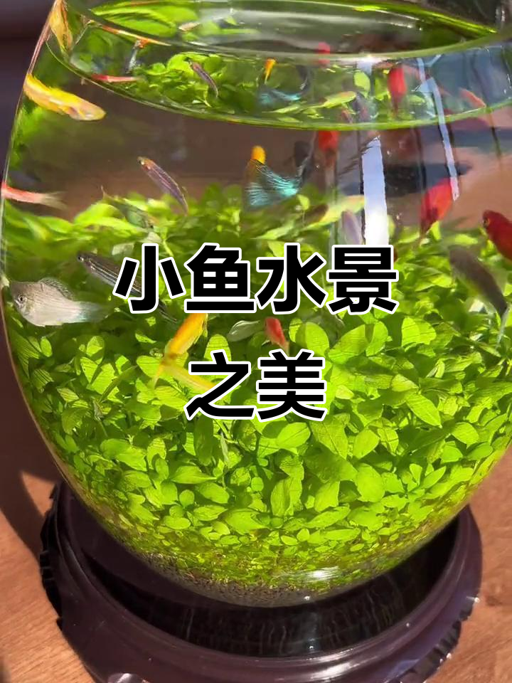 桌上小水景,夕阳下鱼儿游动,美得让人陶醉