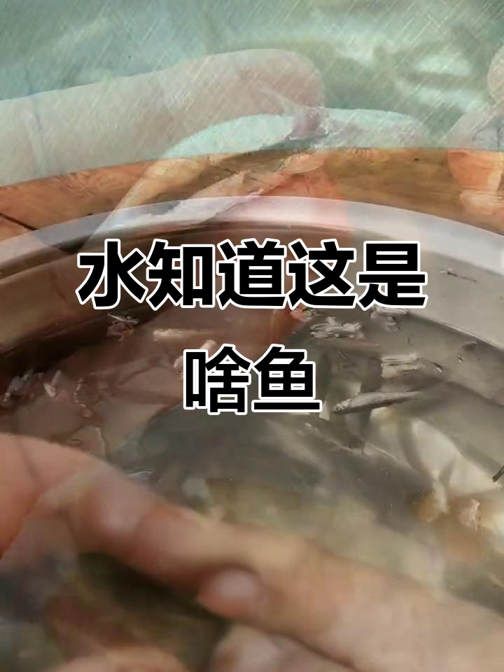 鱼内脏清理技巧大揭秘,轻松掌握农村传统手法