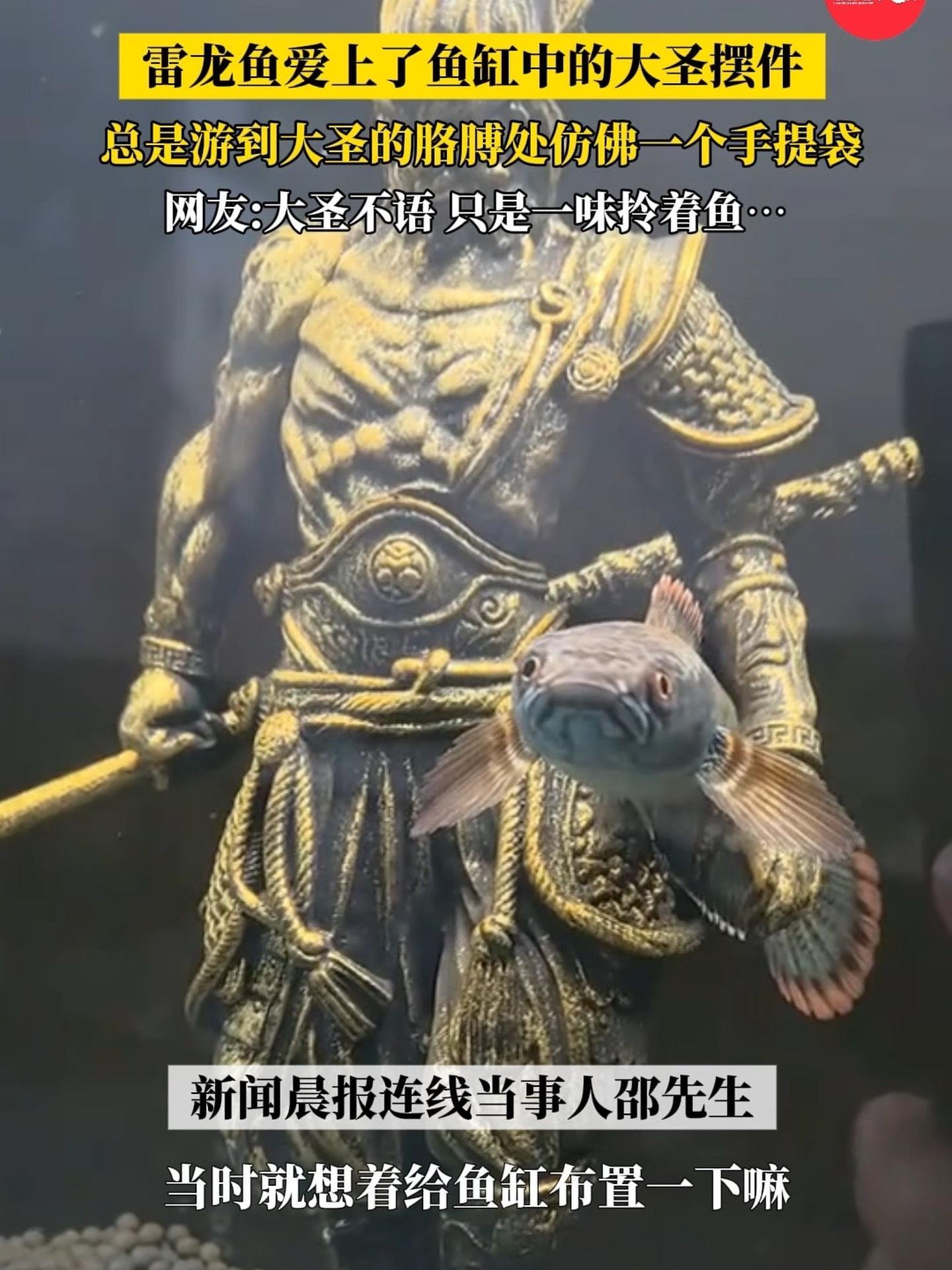 (自采原创)悟空和他的雷龙鱼手提袋 网友:大圣不语,只是一味拎着鱼(素材来源@小扬)养鱼 