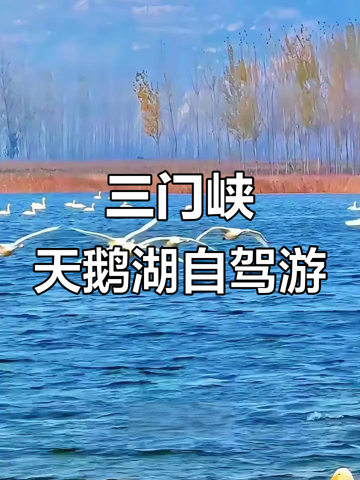 三门峡天鹅湖自驾攻略:沿黄公路、温泉与历史文化的完美结合