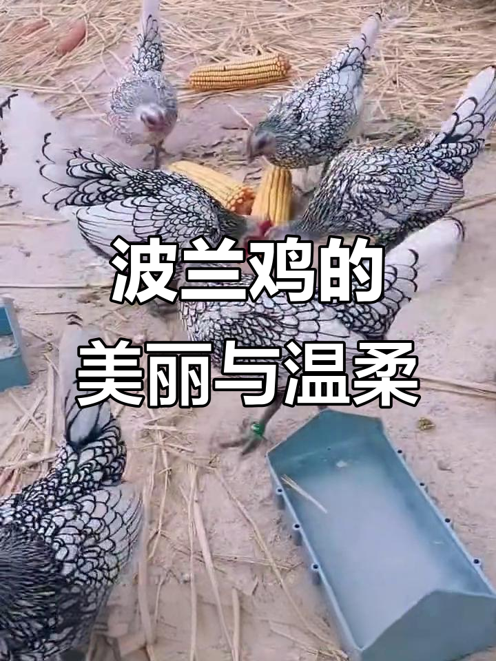波兰鸡:世界上最美的温顺小鸡,优雅又迷人