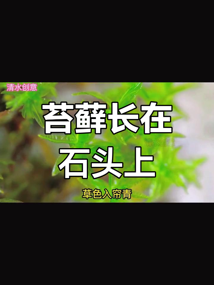 苔藓石头盆景制作技巧,轻松打造精致景观