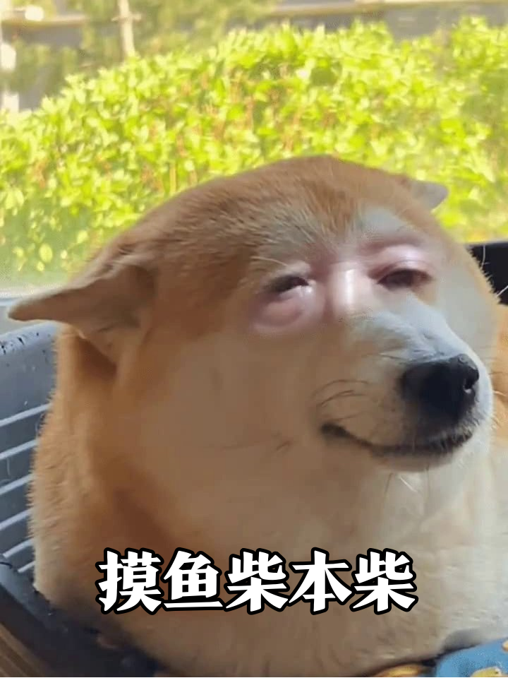 柴犬晒太阳秒变“摸鱼大师”,这表情像极了周五下午的我
