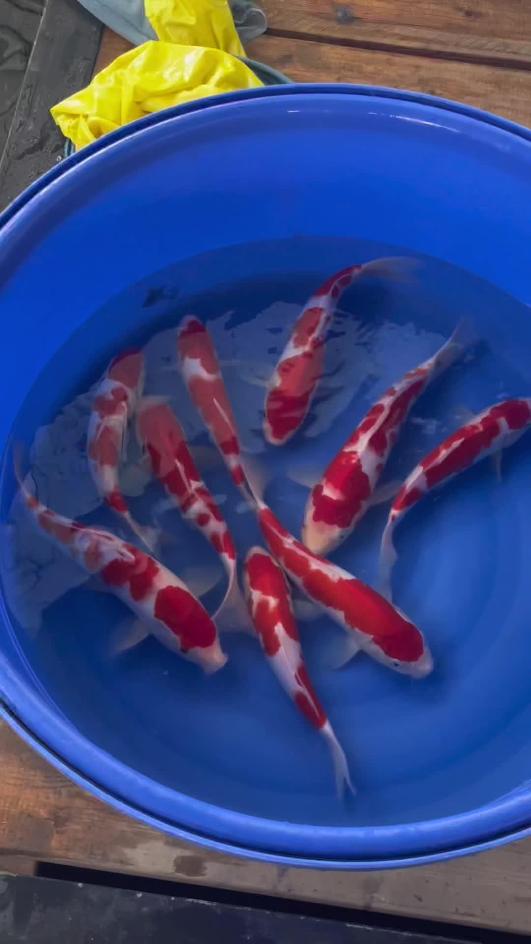 观赏鱼推荐 锦鲤养殖 纯种锦鲤 红白锦鲤