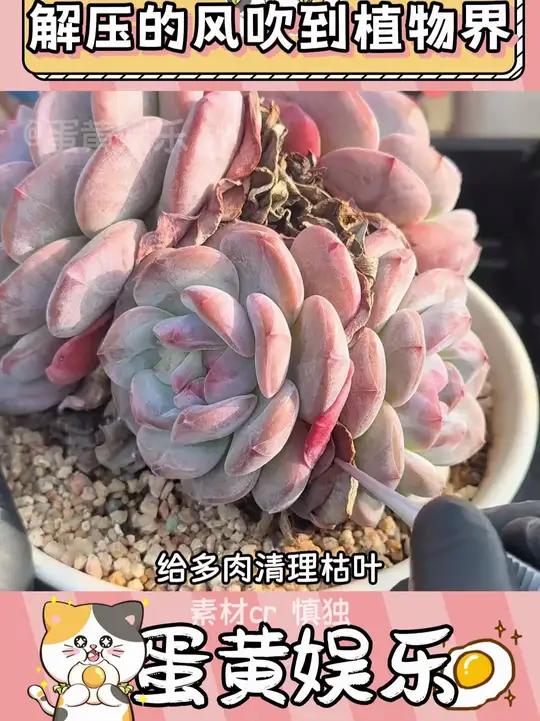 素材来源这个解压真的干净又利落