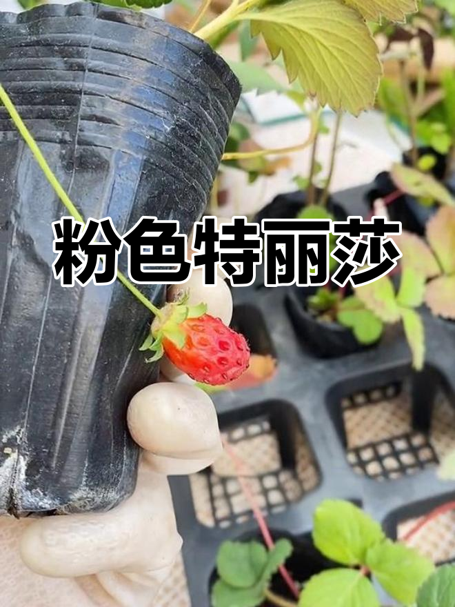 特丽莎香茶菜,粉色超美,耐热易养,花期持久!
