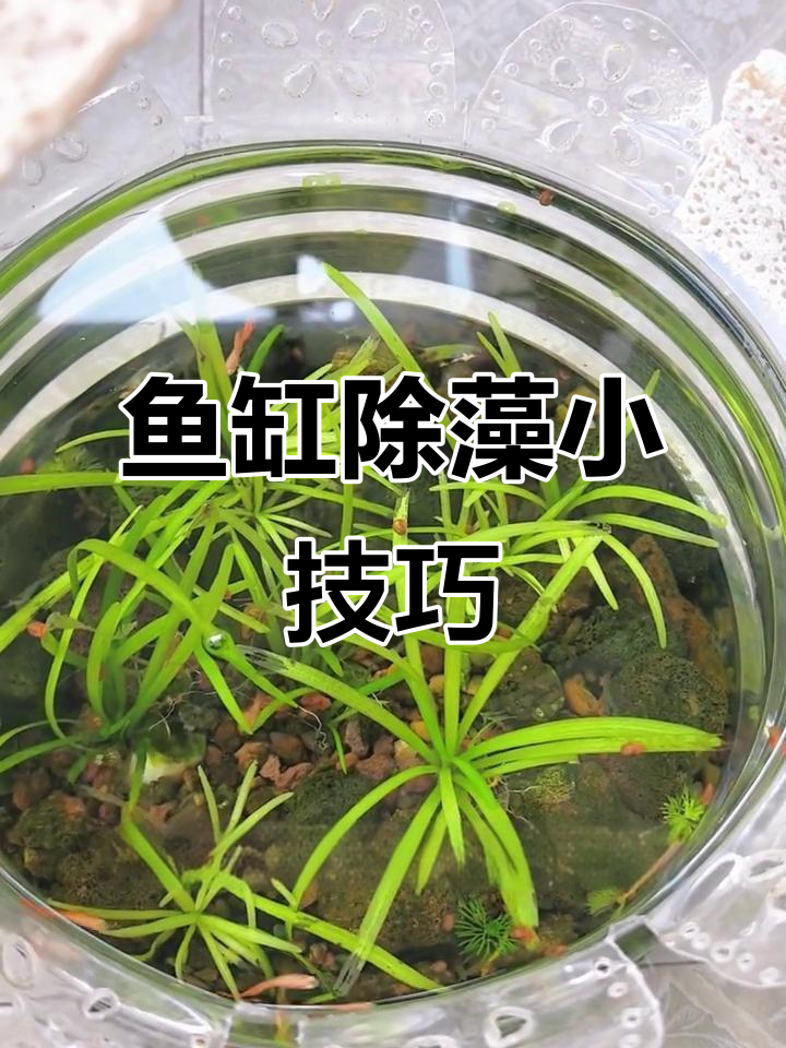 生态鱼缸除藻秘籍:水草与苹果螺的完美配合