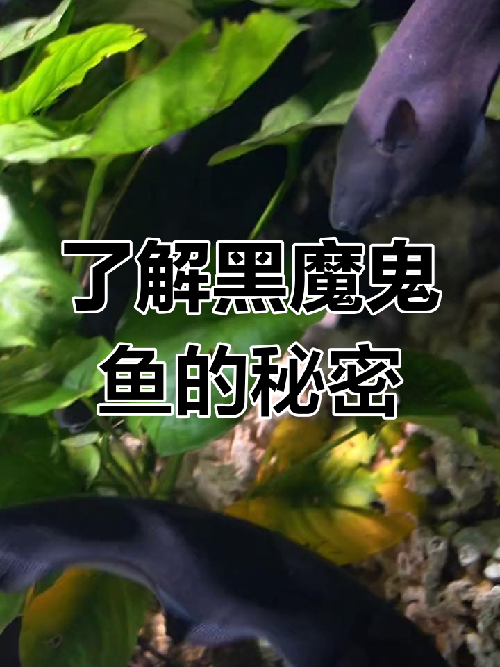 黑魔鬼鱼:神秘夜行生物,靠电流感知一切