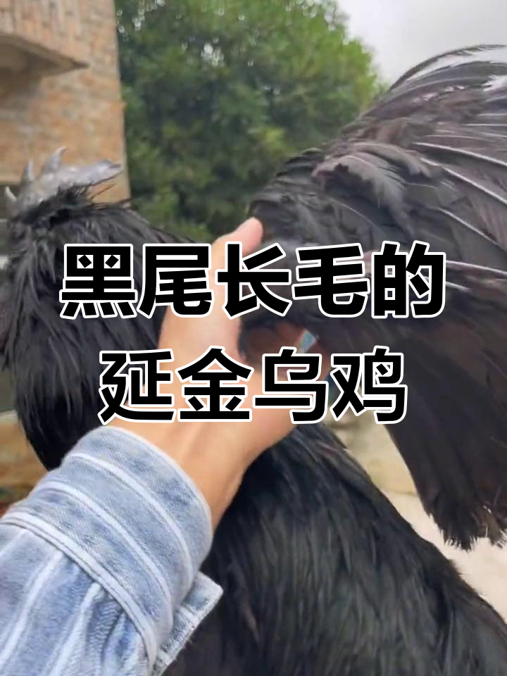 盐津乌鸡:黑得纯粹,毛色亮丽