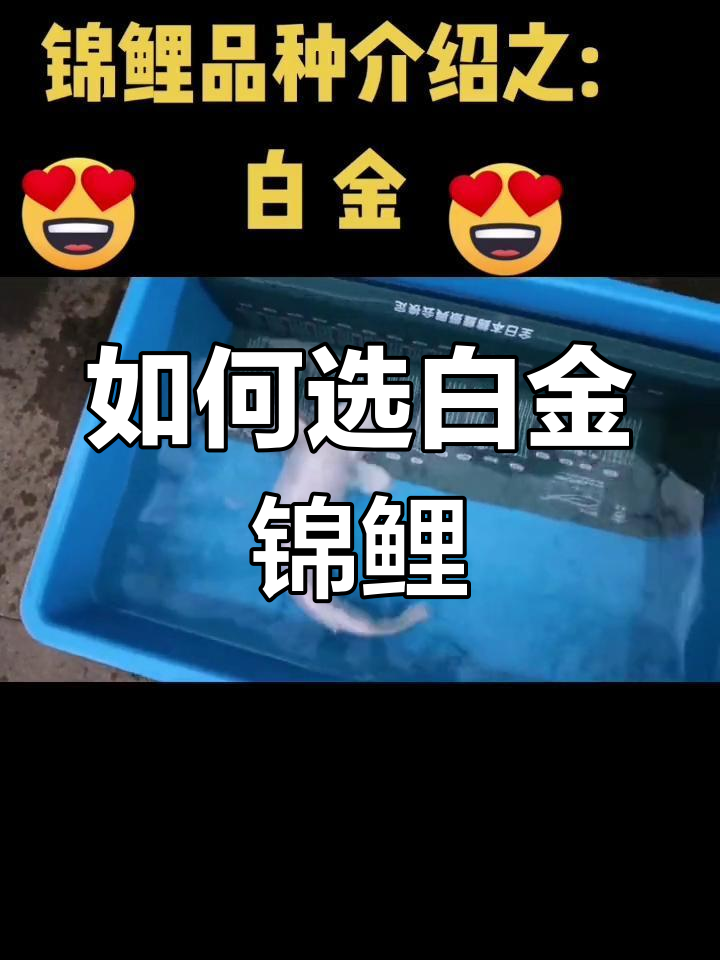 白金锦鲤品种解析:如何挑选优质鱼