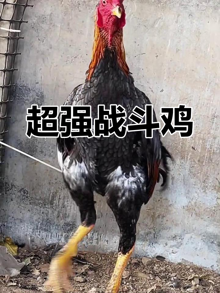 新疆超大号斗鸡,八斤重腿无敌!