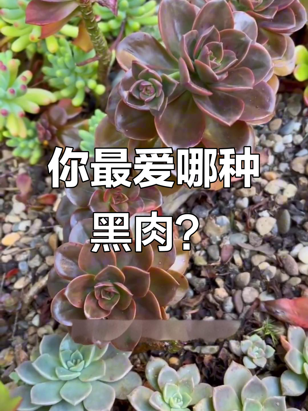 十款黑色系多肉，哪一款最让你心动？