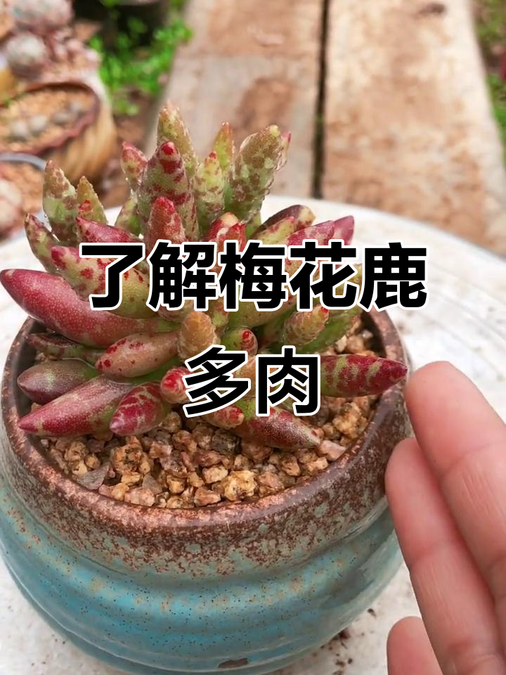 梅花鹿多肉植物:如何让叶片颜色更均匀?