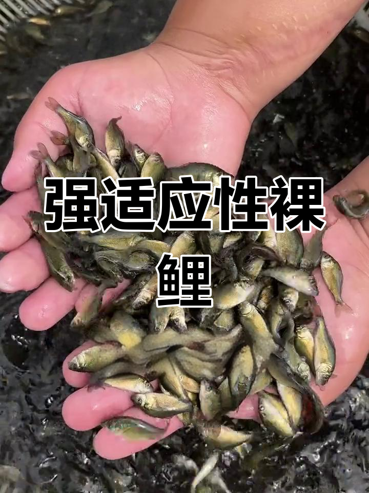 裸鲤鱼:适应性强,粗粮杂食性鱼类
