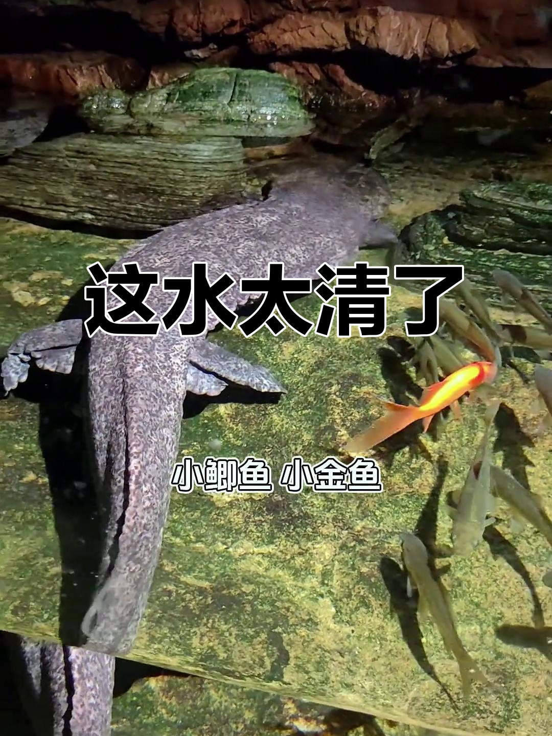 娃娃鱼的水清得让人想洗澡,小鲫鱼成了它的食物