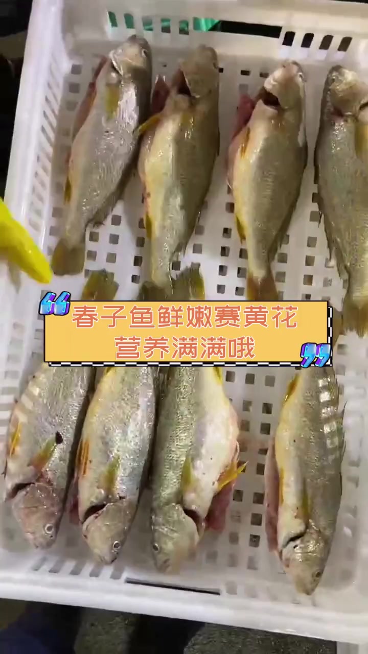 春子鱼鲜嫩赛黄花,营养满满哦