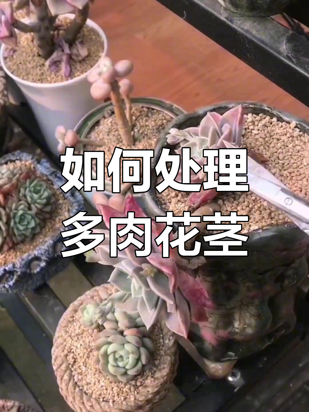 多肉植物花茎长出怎么办?春季冬季养护小技巧