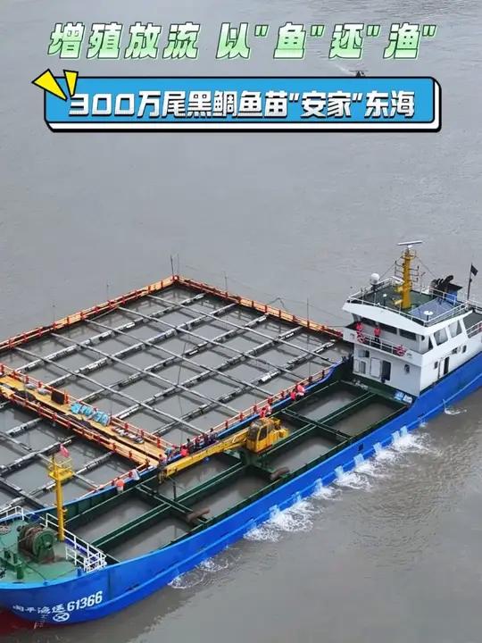 增殖放流 以“鱼”还“渔”丨300万尾黑鲷鱼苗“安家”东海(来源:洞头区融媒体中心)