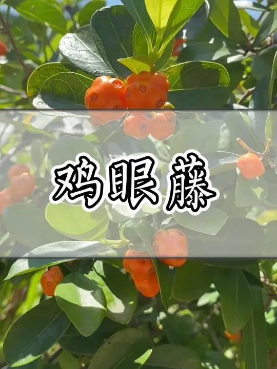 潮汕青草-鸡眼藤