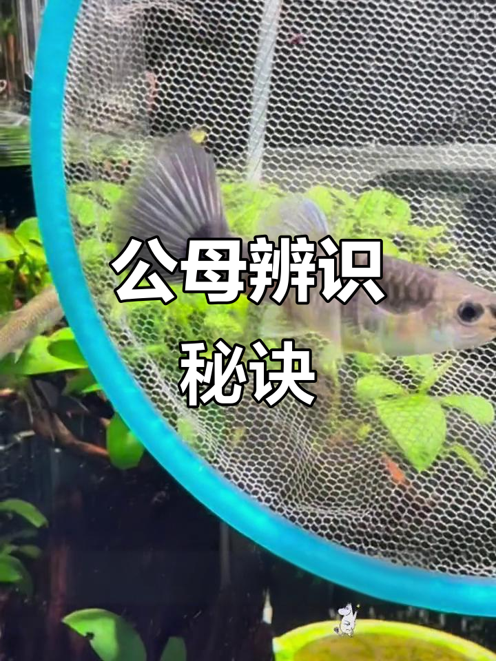 孔雀鱼公母辨别小技巧,轻松掌握!