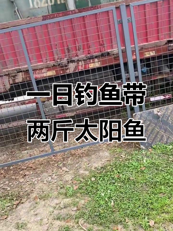 太阳鱼大放送,钓一天带走两条鲫鱼或一条鳊鱼