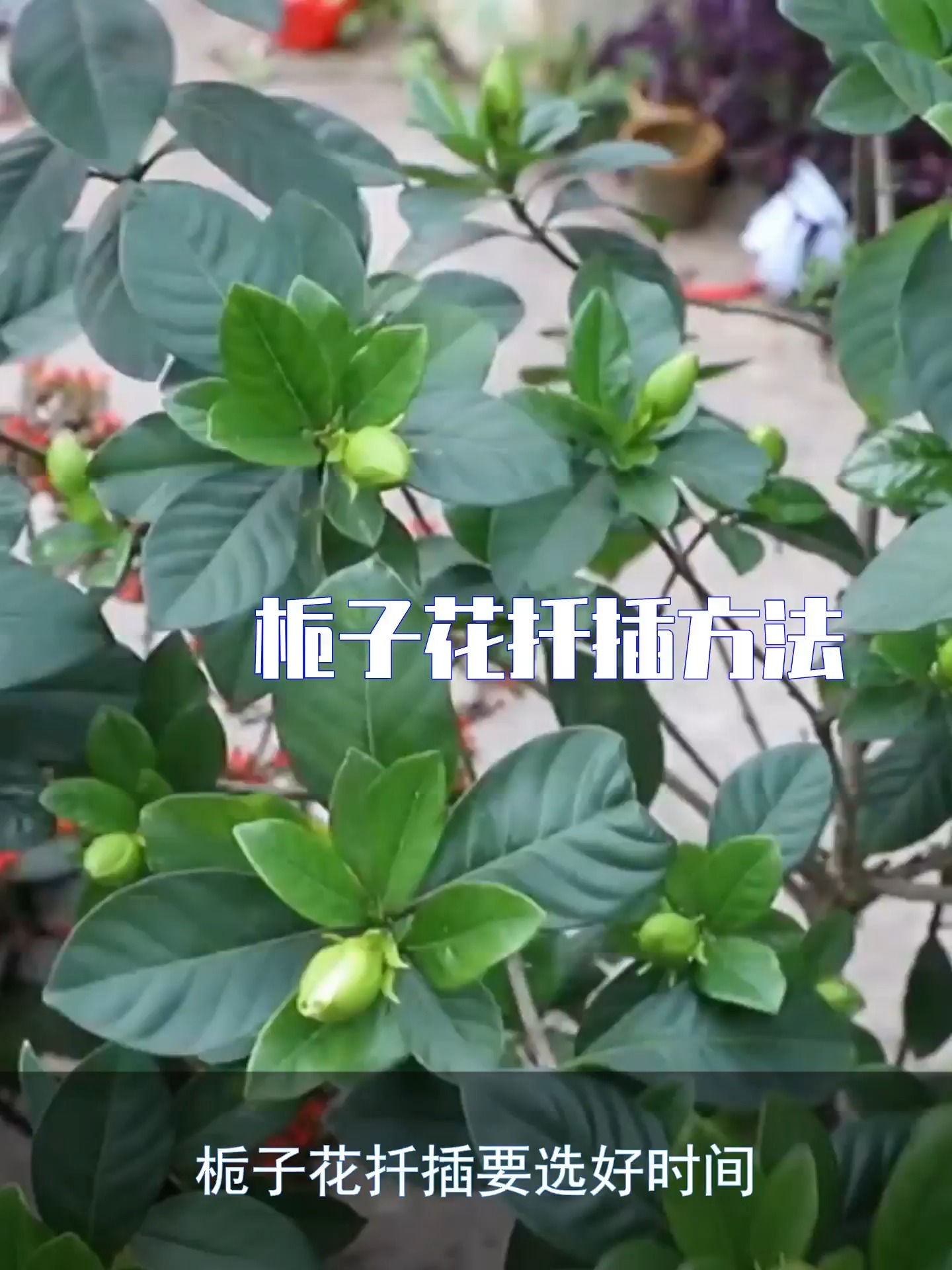 栀子花扦插方法