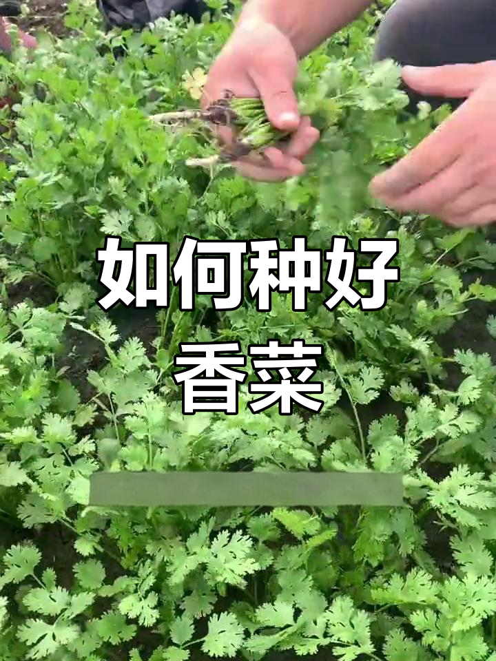 香菜种植全攻略,轻松学会