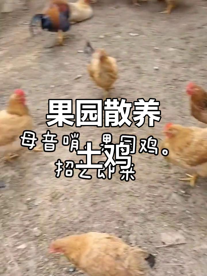 散养土鸡，果园里的自由与美味
