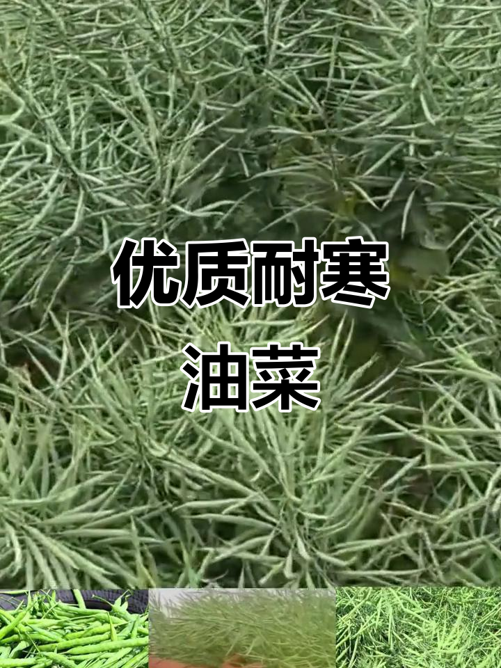 南马1573油菜,抗寒高产,实心矮杆,油分丰富