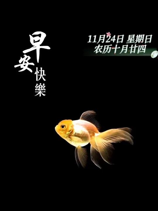 每日早安 金鱼摆尾,金玉满堂,新的一天开始,祝您和家人如鱼得水,吉祥顺遂,早安!