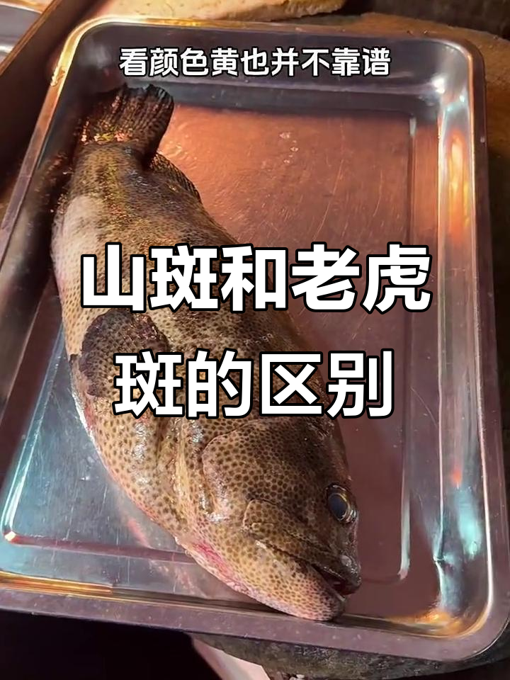 鱼中贵族杉斑石斑与老虎斑的真相,如何区分它们?