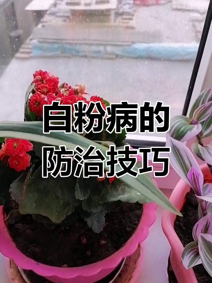 长寿花得白粉病?通风不好惹的祸,试试这些方法解决