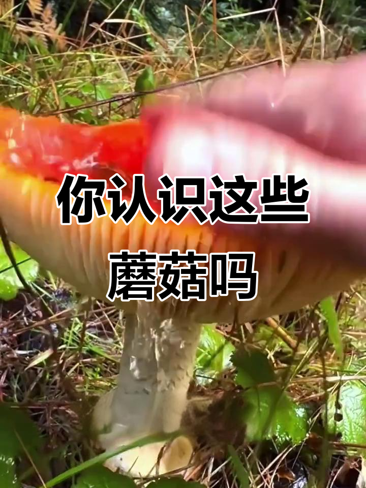 13种常见野生菌,哪些能吃?哪些有毒不能碰