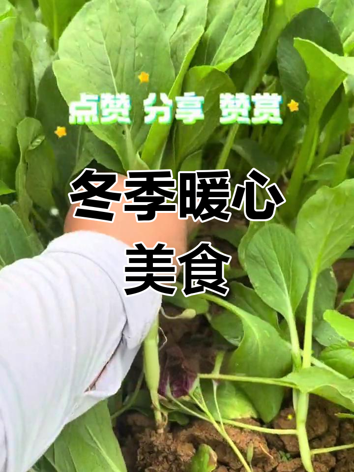 鸡毛菜快速生长,清炒火锅皆美味,冬天吃更暖和!