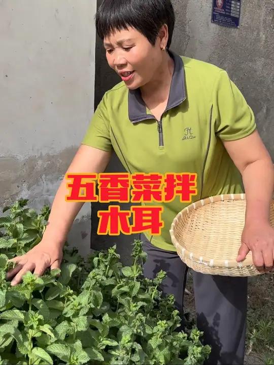 五香菜你吃过吗?凉拌木耳可是一道好菜