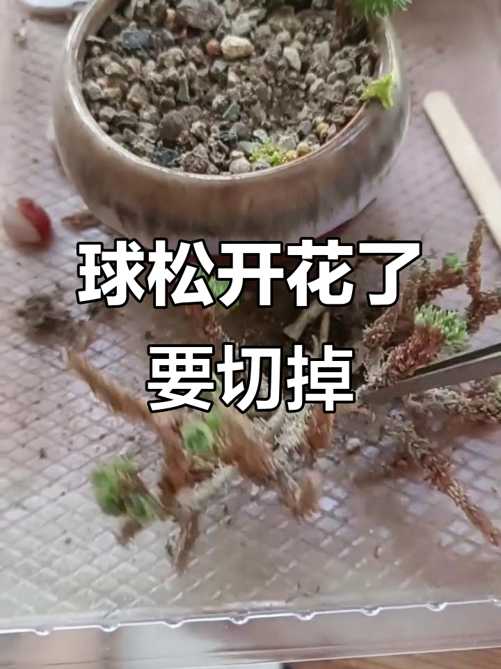 球松开花必须及时剪掉，否则容易干死