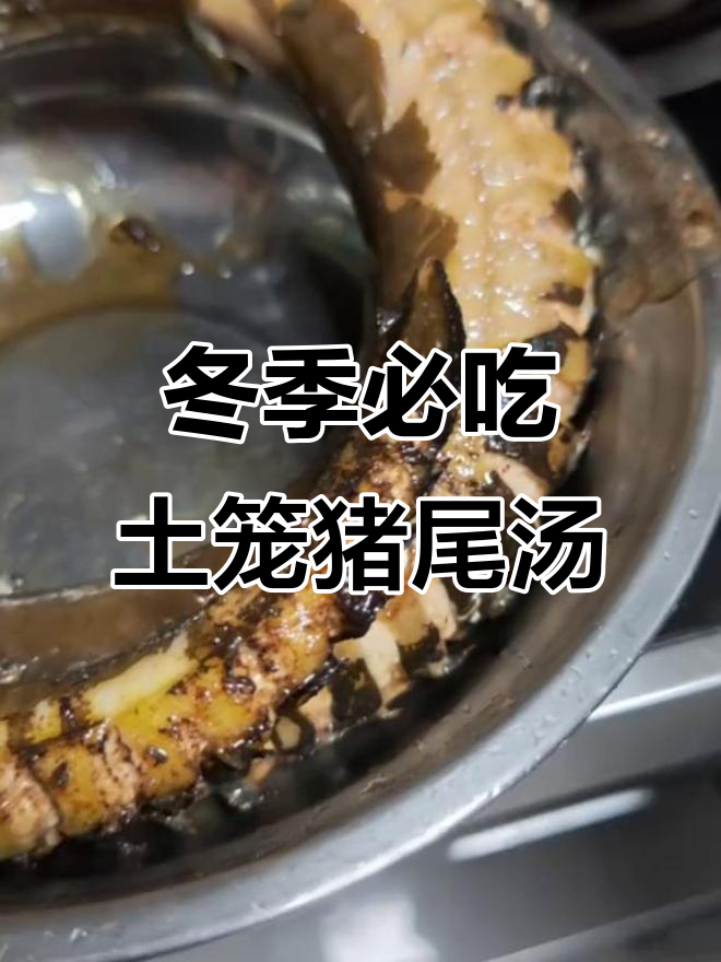 土龙猪尾巴汤,滋补又美味,冬天喝完暖心又御寒
