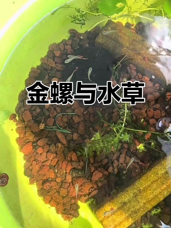 黄金螺疯狂吃水草,养缸时最好别放植物