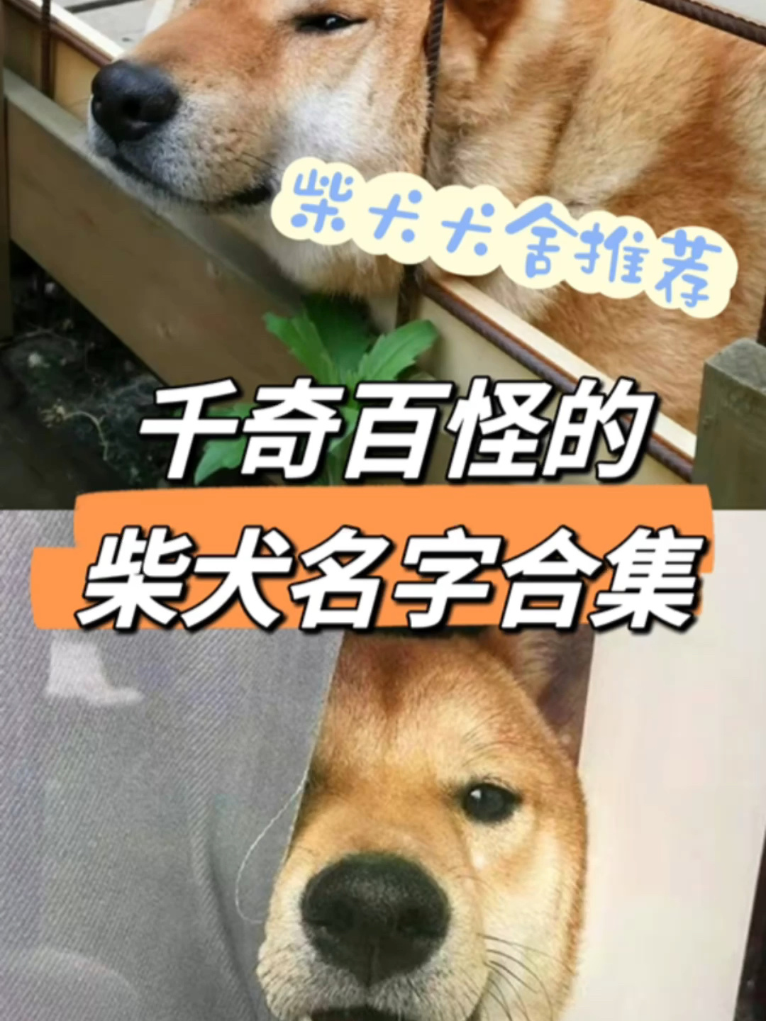 千奇百怪的柴犬名字合集