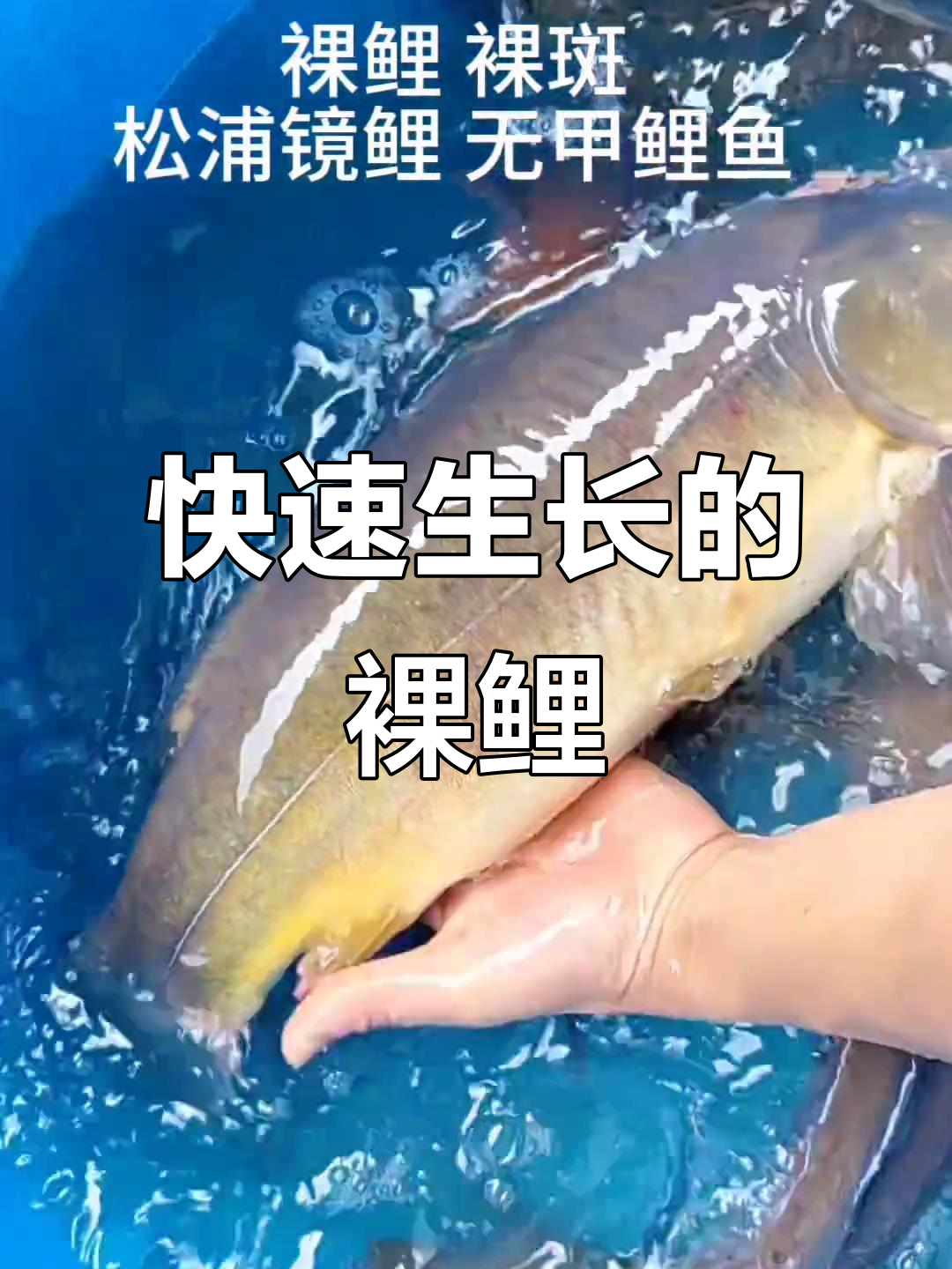 松浦裸鲤,生长迅速、肉质鲜美,易养殖且抗病力强