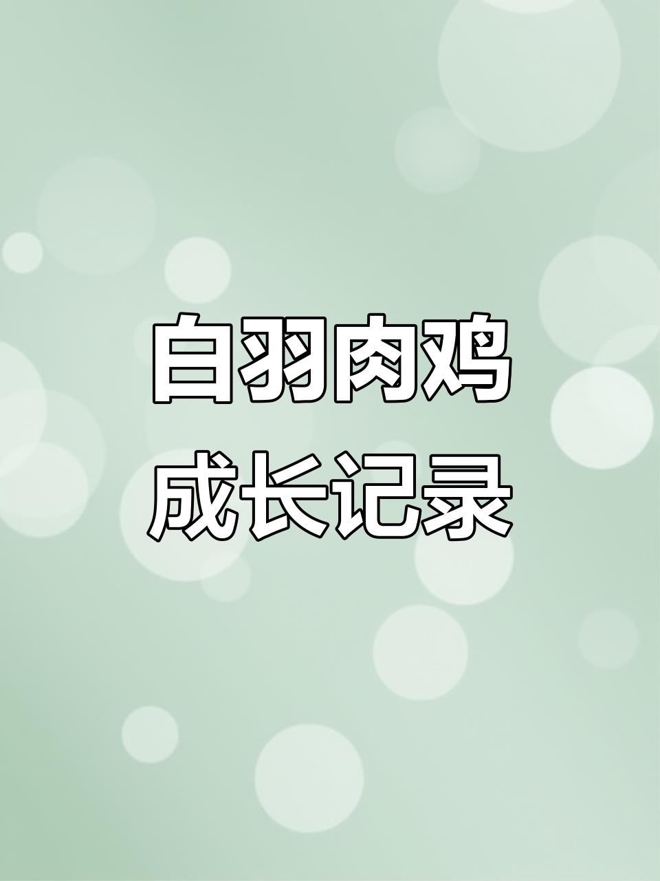 白羽肉鸡生长全程揭秘，各日龄变化全解析